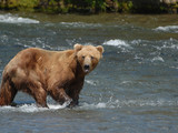 Katmai National Park