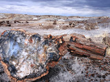 Petrified Forest National Park