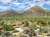 Saguaro National Park