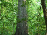 Congaree National Park