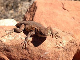 Side-blotched lizard (Uta), Arches National Park, 2015.