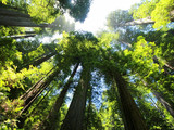 Redwood National Park