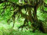 Olympic National Park