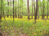 Congaree National Park