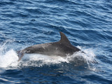 Channel Islands National Park