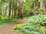 Redwood National Park