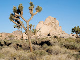 Joshua Tree National Park