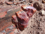 Petrified Forest National Park