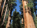 Sequoia National Park