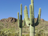 Saguaro National Park