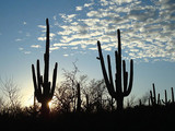 Saguaro National Park