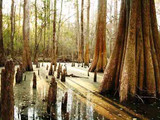 Congaree National Park