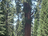 Sequoia National Park