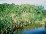 Everglades National Park