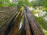 Looking up through the redwoods, Redwood National and State Parks, 2015.