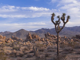 Joshua Tree National Park