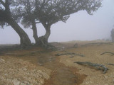 Santa Rosa Island - Fog Weather Station