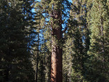 Sequoia National Park