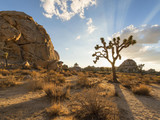 Joshua Tree National Park