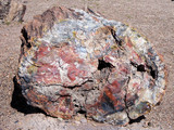 Petrified Forest National Park