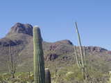 Saguaro National Park