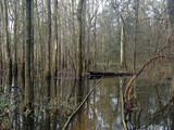 Congaree National Park