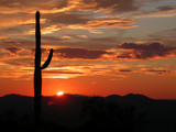 Saguaro National Park