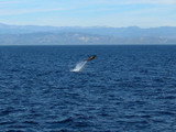 Channel Islands National Park