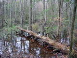 Congaree National Park