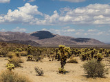 Joshua Tree National Park