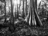 Congaree National Park