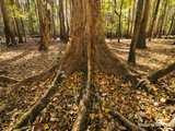 Congaree National Park