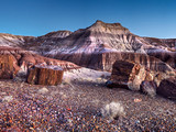 Petrified Forest National Park