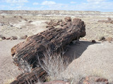 Petrified Forest National Park