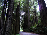 Redwood National Park