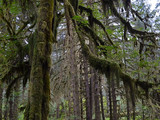 Olympic National Park