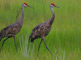 Sandhill cranes (Grus canadensis), Isle Royale National Park, 2015