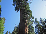 Sequoia National Park