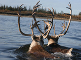 Kobuk Valley National Park