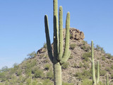 Saguaro National Park