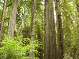 Redwood National Park