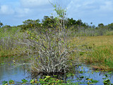 Everglades National Park