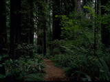 Redwood National Park