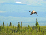 Kobuk Valley National Park