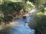 Mule deer crossing the Fremont River, Capitol Reef National Park, 2015.