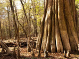 Congaree National Park