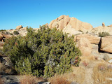 Joshua Tree National Park