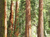 Redwood National Park