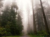 Redwood National Park